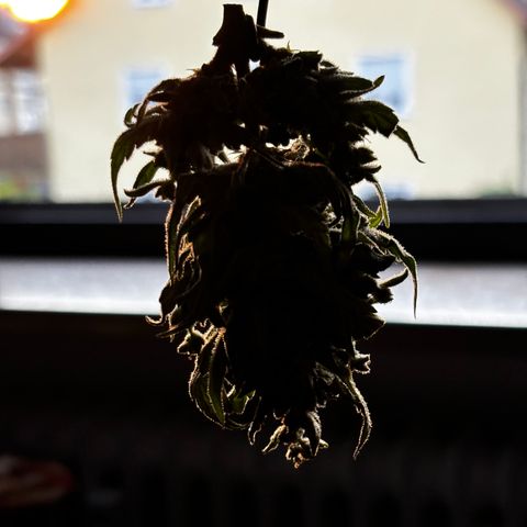 Northern Lights Autoflowering growlog timeline photo
