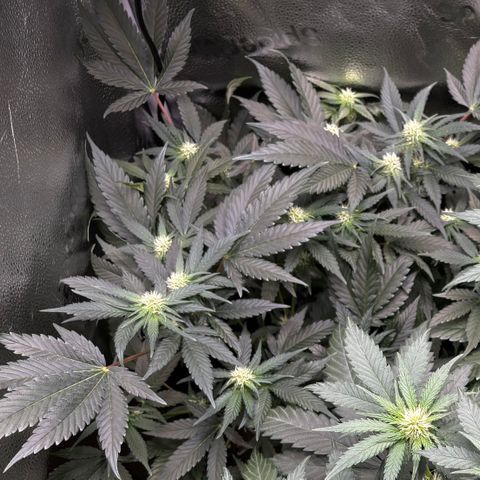 Candy Kush Express growlog timeline photo