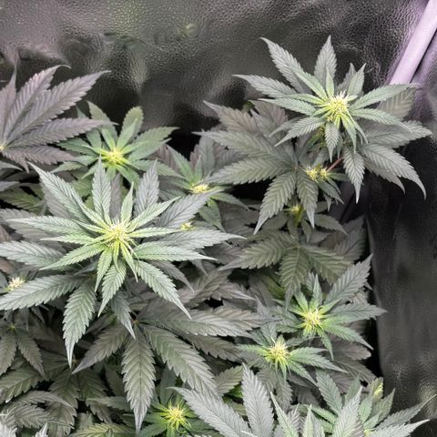 Euphoria growlog timeline photo