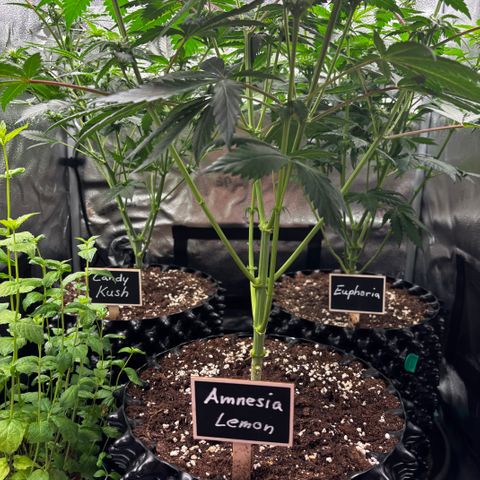 Candy Kush Express growlog timeline photo