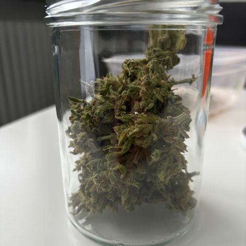 Northern Lights Autoflowering growlog timeline photo