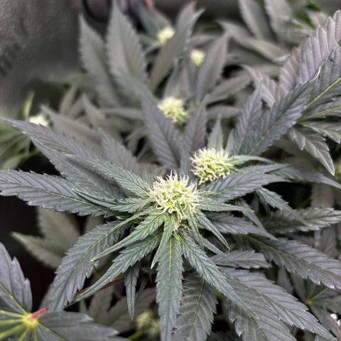 Candy Kush Express growlog timeline photo