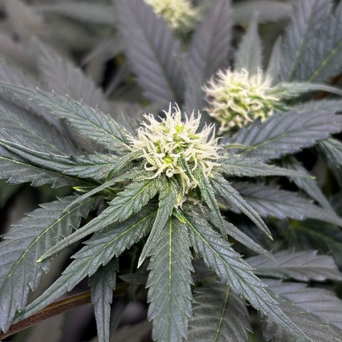 Euphoria growlog timeline photo