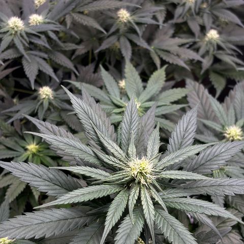 Euphoria growlog timeline photo