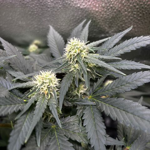 Candy Kush Express growlog timeline photo