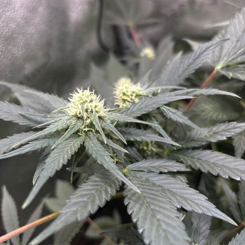 Candy Kush Express growlog timeline photo