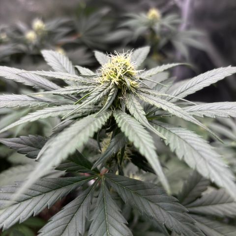 Euphoria growlog timeline photo