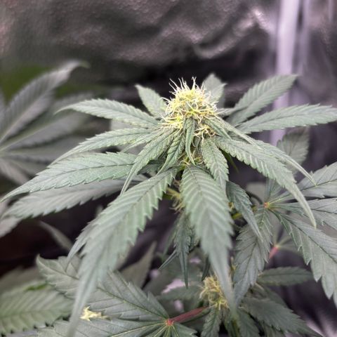 Euphoria growlog timeline photo