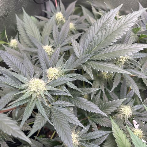 Candy Kush Express growlog timeline photo