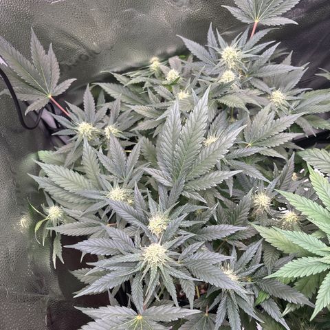 Candy Kush Express growlog timeline photo