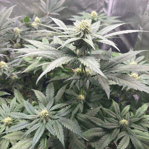 Euphoria growlog timeline photo