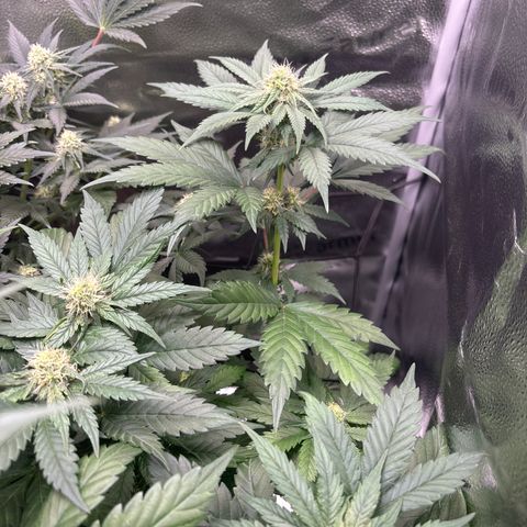 Euphoria growlog timeline photo