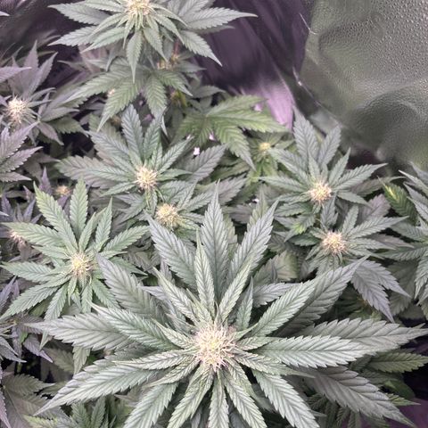 Euphoria growlog timeline photo