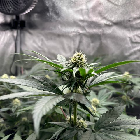 Euphoria growlog timeline photo