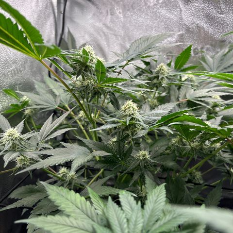 Candy Kush Express growlog timeline photo