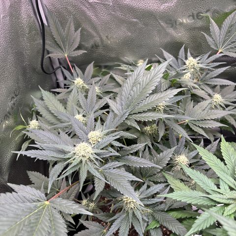 Candy Kush Express growlog timeline photo