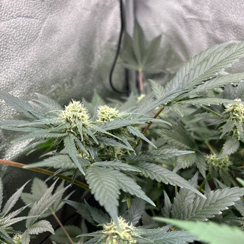 Candy Kush Express growlog timeline photo
