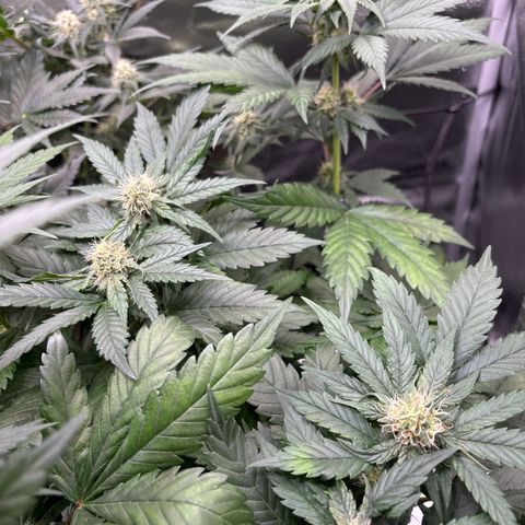 Euphoria growlog timeline photo
