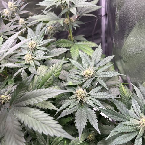 Euphoria growlog timeline photo