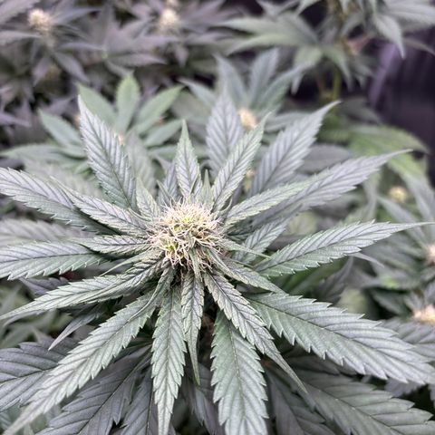 Euphoria growlog timeline photo