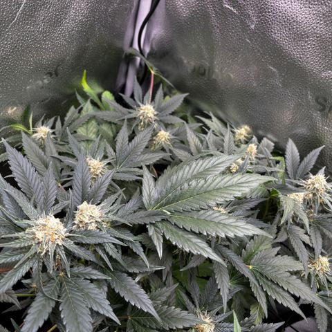 Candy Kush Express growlog timeline photo