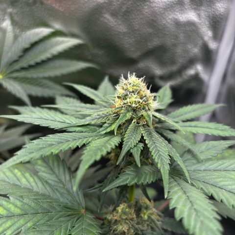 Euphoria growlog timeline photo