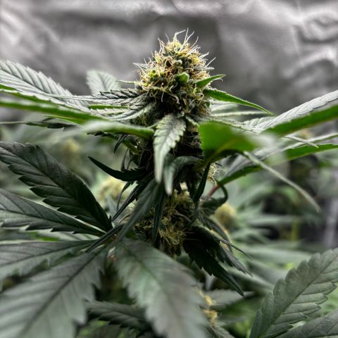 Euphoria growlog timeline photo