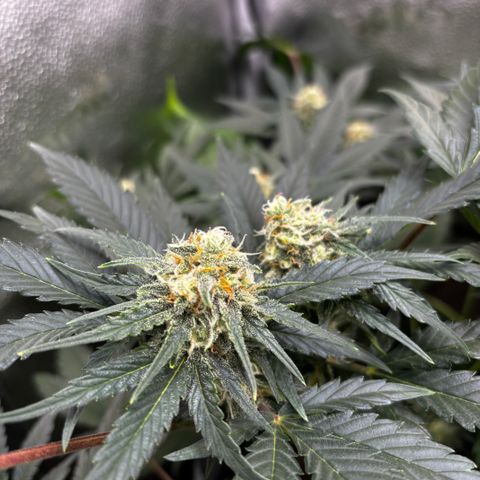 Candy Kush Express growlog timeline photo