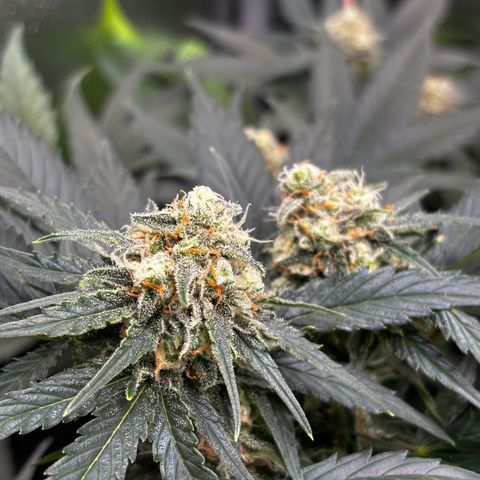 Candy Kush Express growlog timeline photo