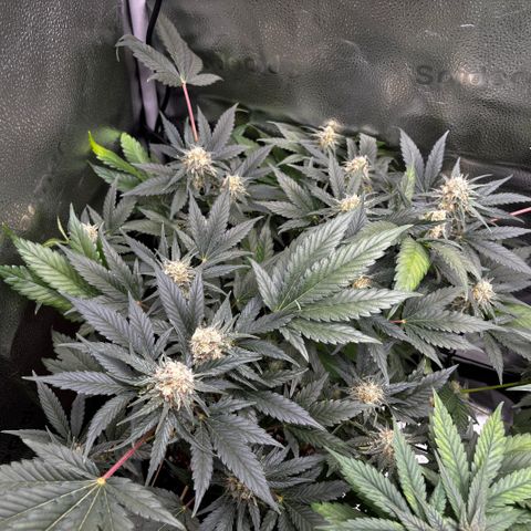 Candy Kush Express growlog timeline photo