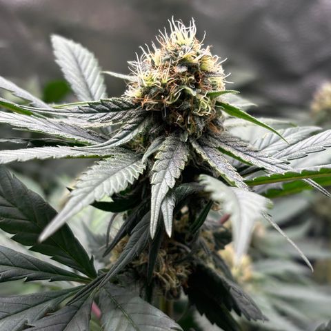 Euphoria growlog timeline photo