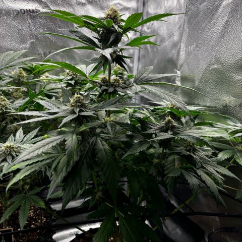 Euphoria growlog timeline photo