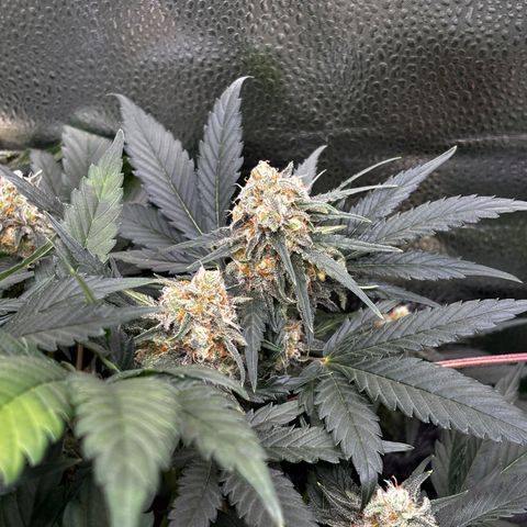 Candy Kush Express growlog timeline photo