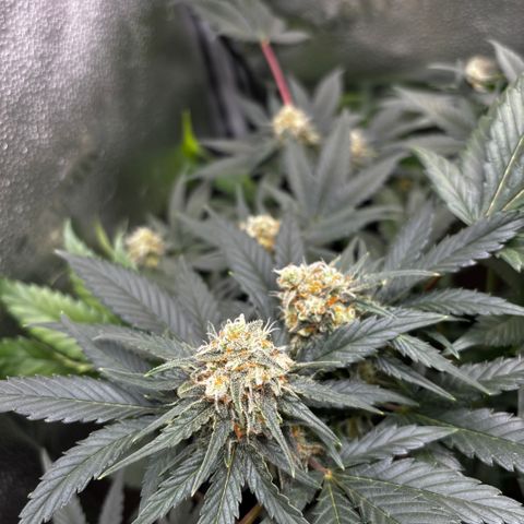 Candy Kush Express growlog timeline photo
