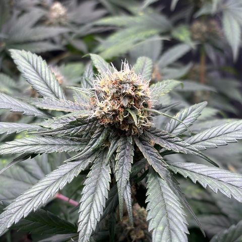 Euphoria growlog timeline photo