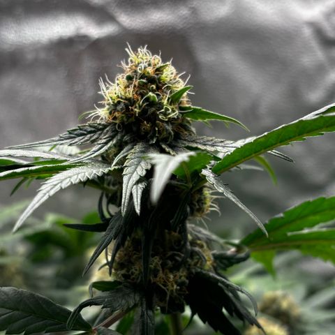 Euphoria growlog timeline photo