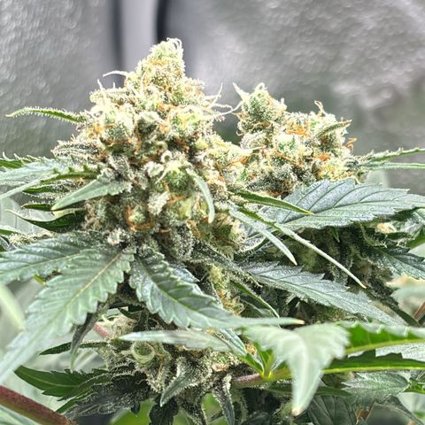Candy Kush Express growlog timeline photo
