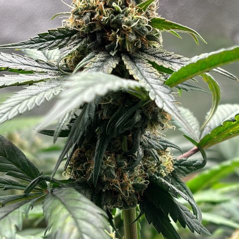 Euphoria growlog timeline photo