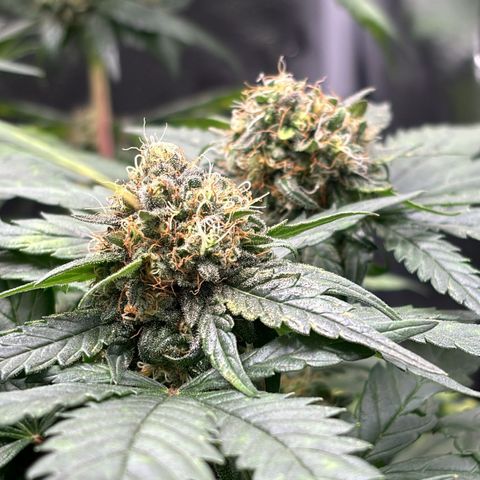 Euphoria growlog timeline photo