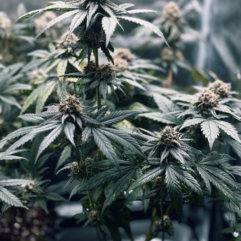 Euphoria growlog timeline photo