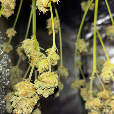 Candy Kush Express growlog timeline photo