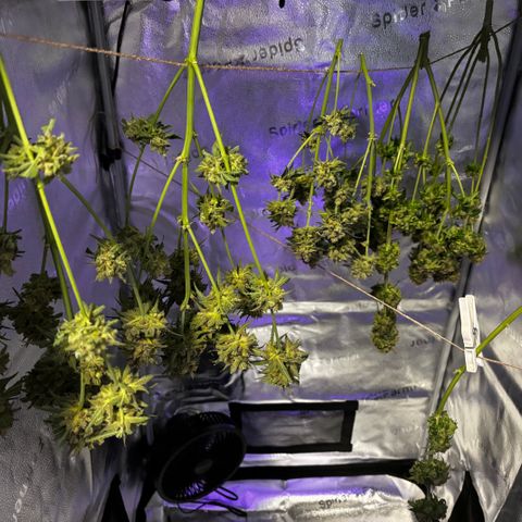 Euphoria growlog timeline photo