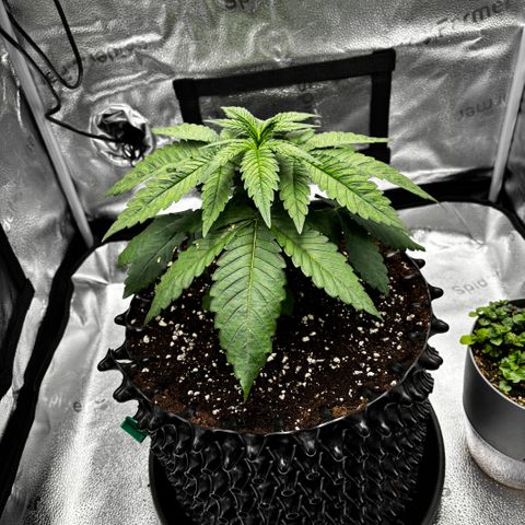Pineapple Express growlog timeline photo