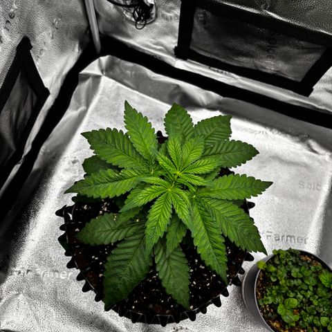 Pineapple Express growlog timeline photo