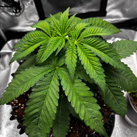 Pineapple Express growlog timeline photo