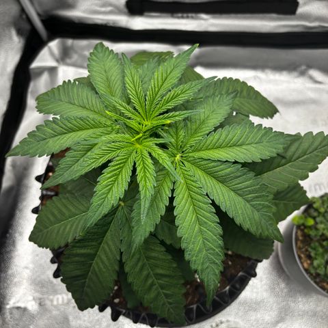Pineapple Express growlog timeline photo