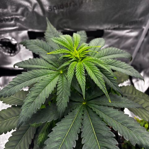 Pineapple Express growlog timeline photo