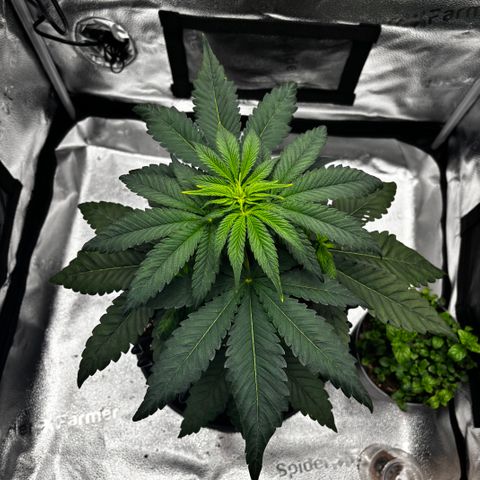 Pineapple Express growlog timeline photo