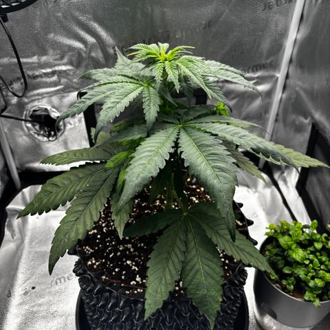 Pineapple Express growlog timeline photo