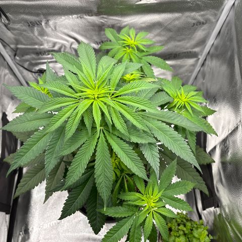 Pineapple Express growlog timeline photo